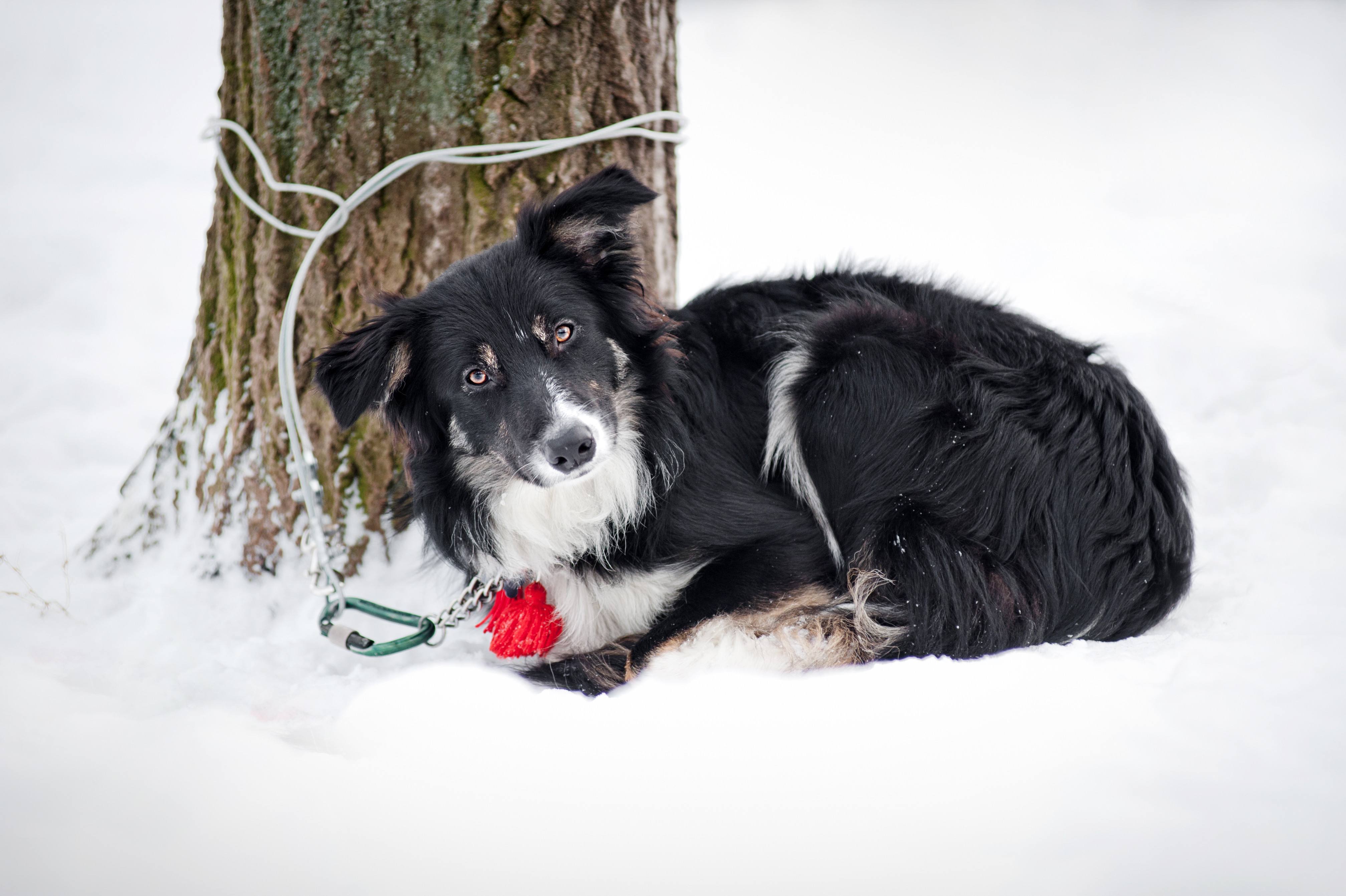What Is Considered Adequate Shelter For A Dog